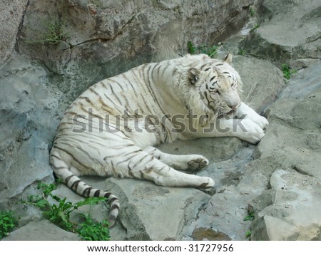 white bengal tiger resting on the rock in the Dalian Zoo China