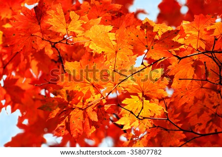 Maple Forest Images - Search Images On Everypixel