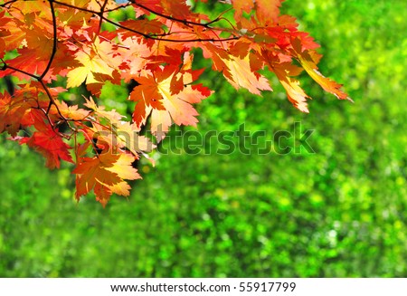 red maple leaves on the green fall forest  background