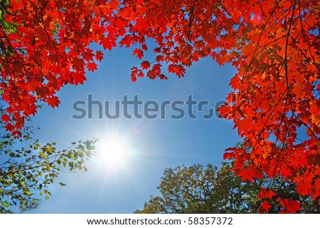 sun light over red fall maple foliage