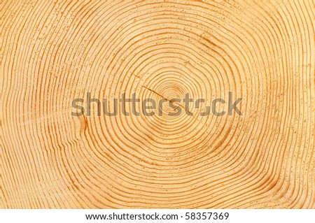 Slice Of Wood