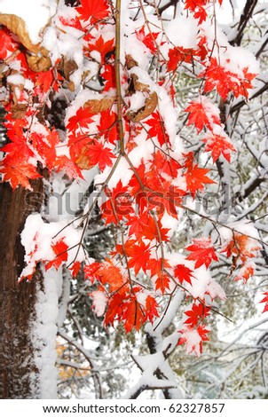 red fall maple tree covered in snow