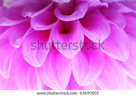 Closeup of pink flower with soft focus floral background