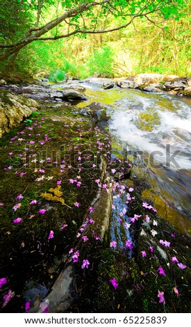 Rhododendron dauricum bagulnik fallen flowers on stream Smolny in russian primorye reserve