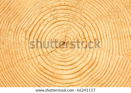 Slice Of Wood