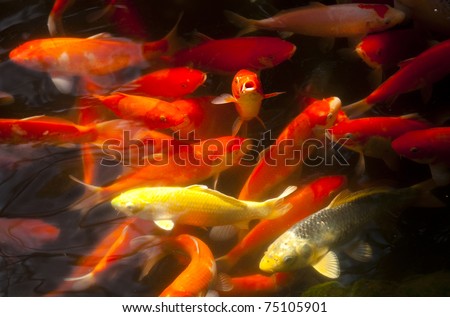 stock photo koi carp fishes in the pond of Hallim Park of Jeju island 