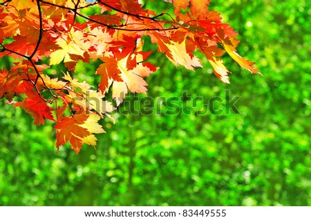 red maple leaves on the green fall forest background
