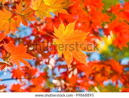 fall red maple forest background