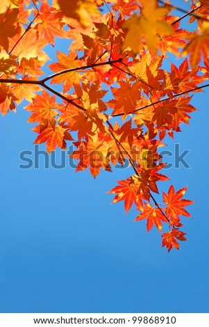 red yellow fall maple leafs over the blue sky