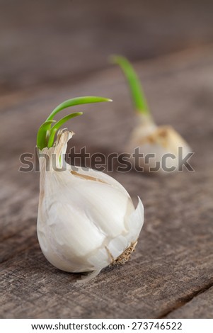 Garlic with green leaves on wooden table background