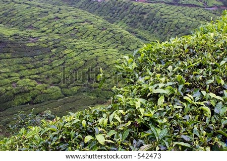 Tea plants carpet the hillsides on the Cameron Highland Tea Plantation near Kuala Lumpur, Malaysia.