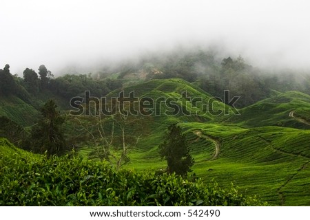 Tea plants carpet the hillsides on the Cameron Highland Tea Plantation near Kuala Lumpur, Malaysia.