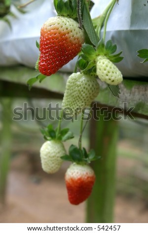 Unripe Strawberry