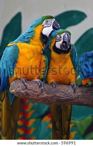 Two parrots close up