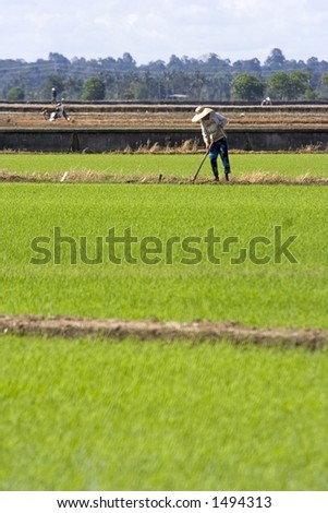 Farmer working in paddy field at Sekinchan, Malaysia.