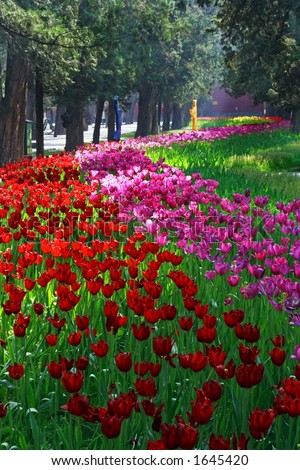 Diversity of tulips in the park.
