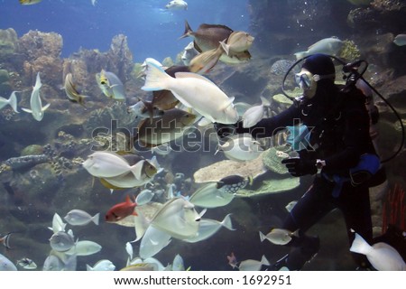 Diver feeding fishes. (note: image is slightly grainy due to low light condition.)