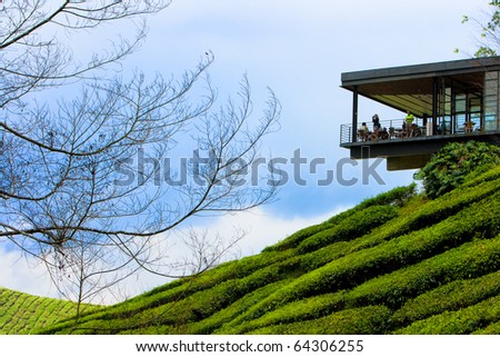 Tea plantation in cameron highland in Malaysia.
