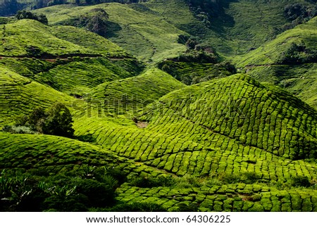 Tea plantation in cameron highland in Malaysia.