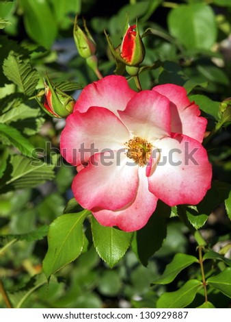 Beautiful shrub roses in the garden