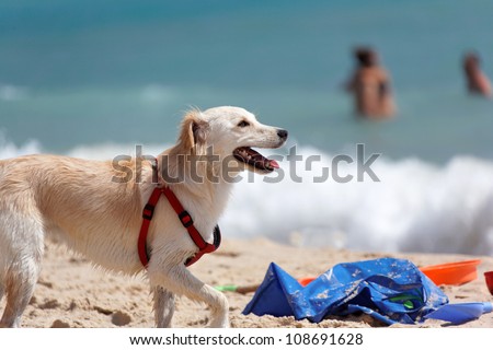 Dog Rescue protects the safety of people on the beaches