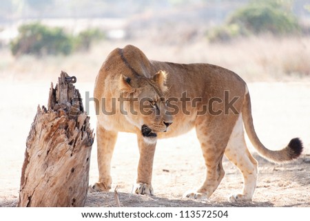 predatory lioness in the wild summer day