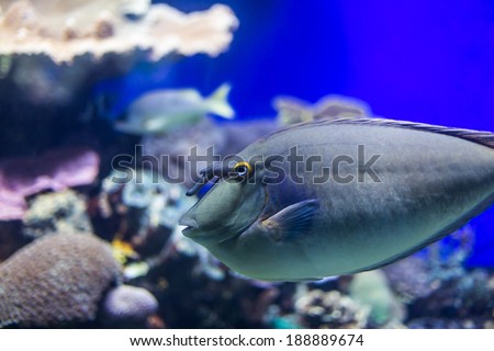species of fish underwater world of the Red Sea