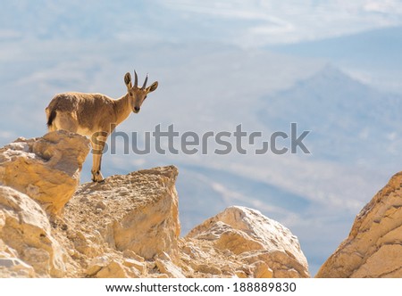 a mountain goat on the rocks, summer day