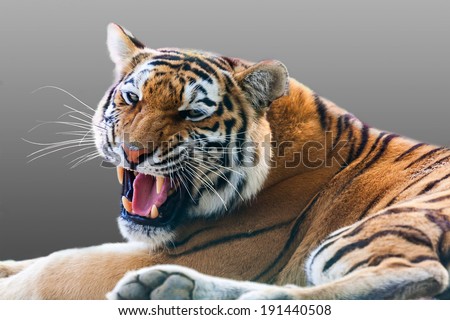 angry growling tiger on a gray background