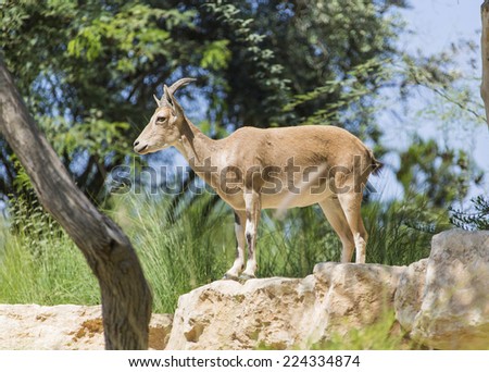 wild mountain goat standing on a rock under a tree