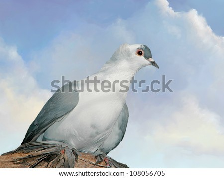 dove in a branch with blue sky
