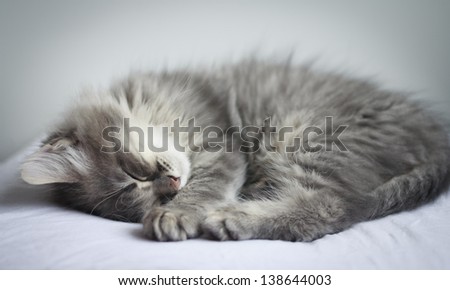 Cute furry grey kitten sleeps on a pillow