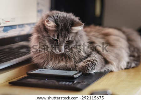 Chewie the cat watching at the smartphone screen