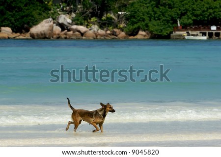The creole dog walks on water