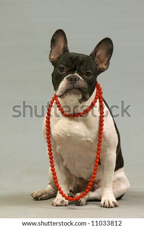 Dog is boxer with the hat and the beads