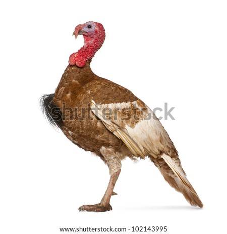 Turkey Standing