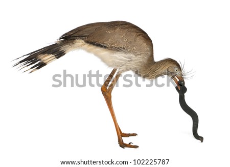 Red-legged Seriema or Crested Cariama, Cariama cristata, holding toy snake in front of white background