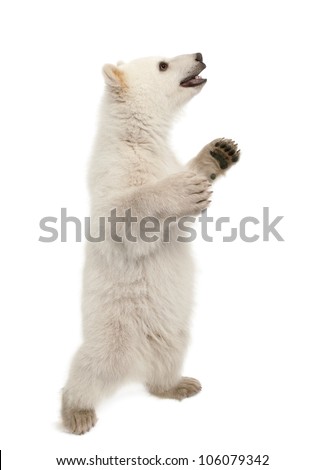 Polar bear cub, Ursus maritimus, 6 months old, standing on hind legs against white background
