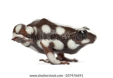 Mara?Ã?Â±??n Poison Frog or Rana Venenosa, Ranitomeya mysteriosus, standing against white background