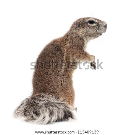 Cape Ground Squirrel, Xerus inauris, standing against white background
