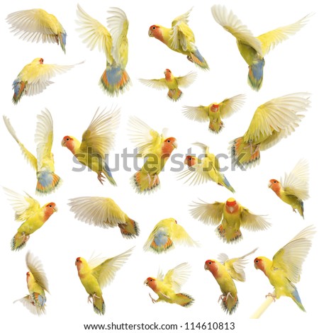 Composition of Rosy-faced Lovebird flying, Agapornis roseicollis, also known as the Peach-faced Lovebird against white background