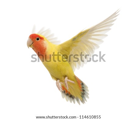Portrait of Rosy-faced Lovebird flying, Agapornis roseicollis, also known as the Peach-faced Lovebird in front of white background