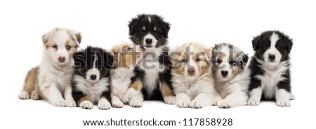 Front view of Australian Shepherd puppies, 6 weeks old, sitting and lying in a row against white background