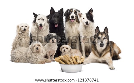 Group of dogs with a bowl full of bones in front of them sitting against white background