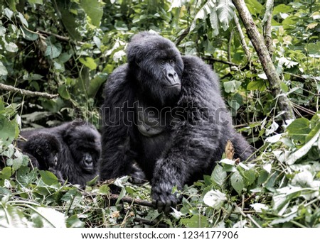 Young mountain gorilla in the Virunga National Park, Africa, DRC, Central Africa.