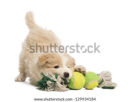 Border Collie puppy 6 weeks old playing with a dog toy in front of white background Border Collie puppy 6 weeks old playing with a dog toy in front of white background