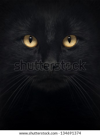 Close-Up Of A Black Cat Looking At The Camera, Isolated On White