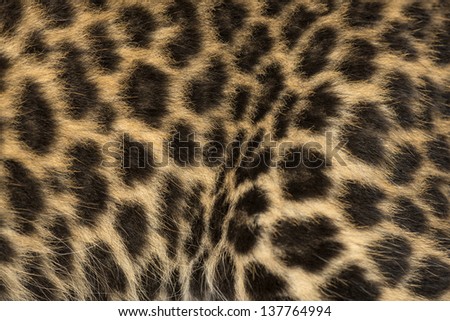 Macro of a Spotted Leopard cub's fur - Panthera pardus, 7 weeks old