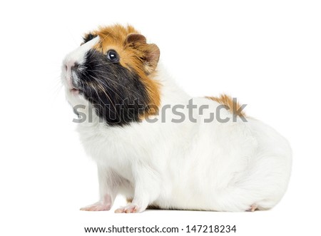 Guinea Pig, isolated on white