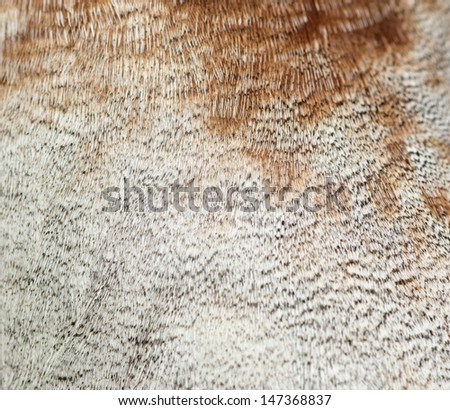 Close-up of the feather of a Male Indian Runner Duck, Anas platyrhynchos domesticus, isolated on white